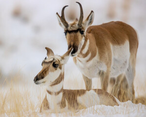 Pronghorn antelope buck with doe © Tom