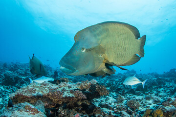 Humphead wrasse, Napoleon fish, French Polynesia