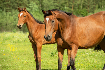 portrait of  sportive dam at freedom at pasture with foal. sunny summer day