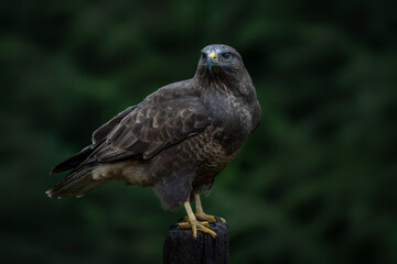 A beautiful Common Buzzard (Buteo buteo) sitting on a branch. Noord Brabant in the Netherlands. Green background.                                                                                       