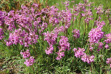 Pink flowering Epilobium angustifolium in summer, Sweden