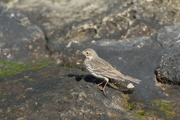 buff bellied pipit on a rock