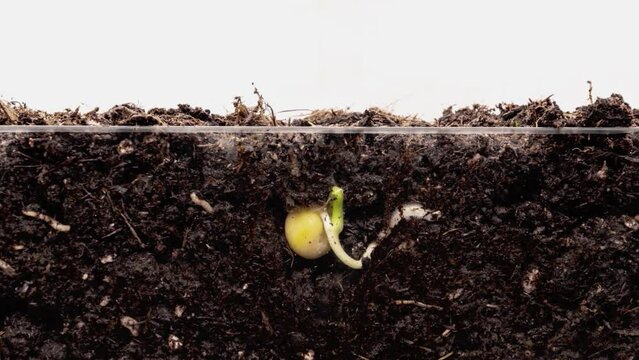 timelapse, green shoots of the plant grow from the
