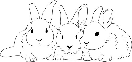 rabbit bunny easter 부활절 토끼