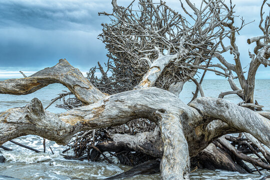 Driftwood Beach, Jekyll Island, GA