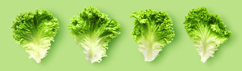 Set of lettuce leaves on lime green background