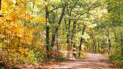 Fototapeta premium autumn leaves on the road