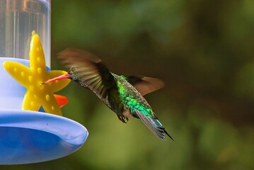 Colibrí esmeralda alimentándose con las alas extendidas
