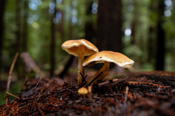 Mushrooms growing on a Redwood