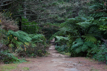 Trail along the redwood forest in Rotorua, New Zealand
