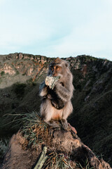 Monkey on the mountain Indonesian