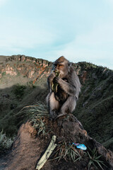 Monkey on the mountain Indonesian