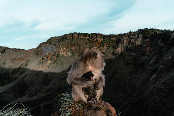 Monkey on the mountain Indonesian