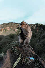 Monkey on the mountain Indonesian