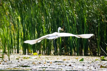 Foto op Plexiglas White heron during the hunt for fish © Krzysztof