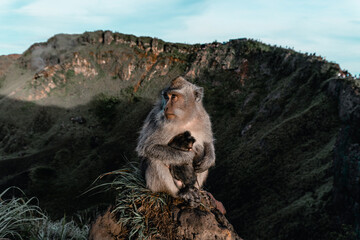 Monkey on the mountain Indonesian