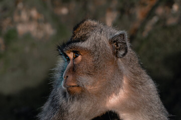 Monkey on the mountain Indonesian