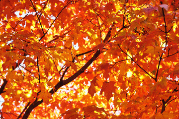 leaves in autumn