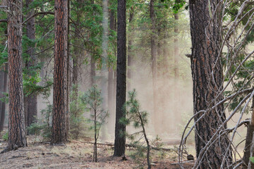 Obraz premium forest in the fog