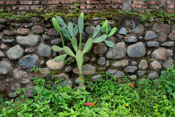 Cactus in a garden on a background of river stones. wonderful tropical cactus