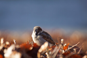 sparrow on the ground