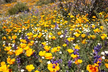 Rolgordijnen field of desert wild flowers © Dawn's Halo
