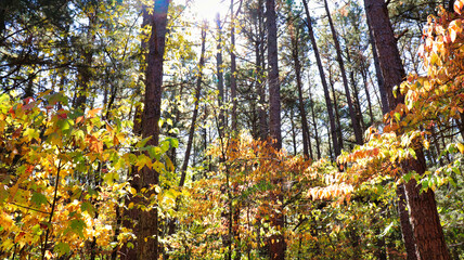 autumn leaves in the forest