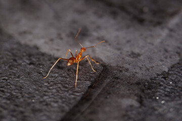 Macro of red ant