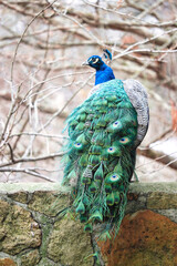 Obraz premium peacock with feathers
