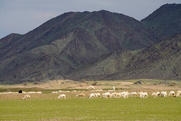 Obraz premium saudi arabian goat farming in winter
