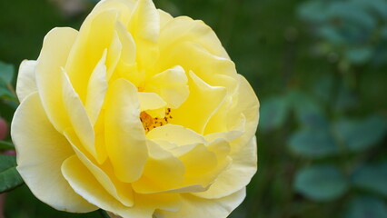 White big rose closeup and magnificent. Mature white rose.
