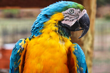blue and yellow macaw