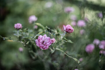 Blume Blüten Frühling