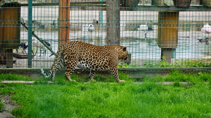 Far Eastern leopard and its life in the zoo, the zoo of Ukraine, an endangered species of predators. Amur pardus