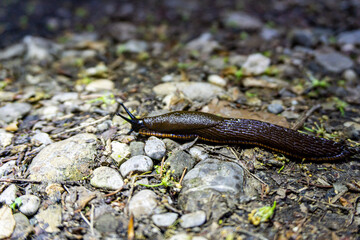 Schnecke auf den Stein