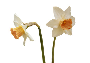 Yellow daffodil - isolated on white background © britaseifert