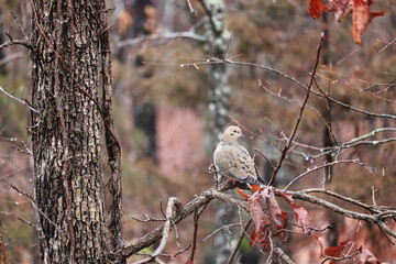 Mourning Dove in winter forest