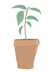 Avocado plant at your service