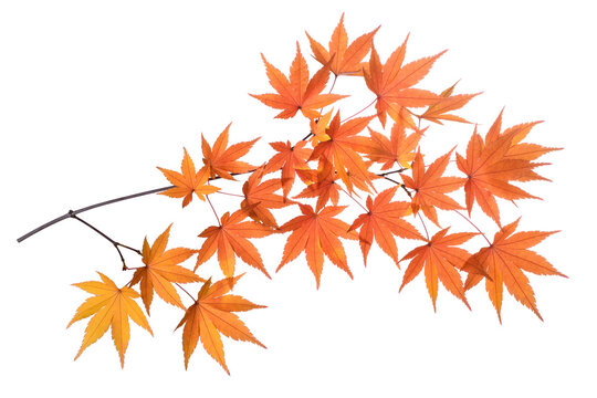 Japanese maple branch