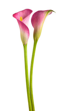 Pink calla flowers