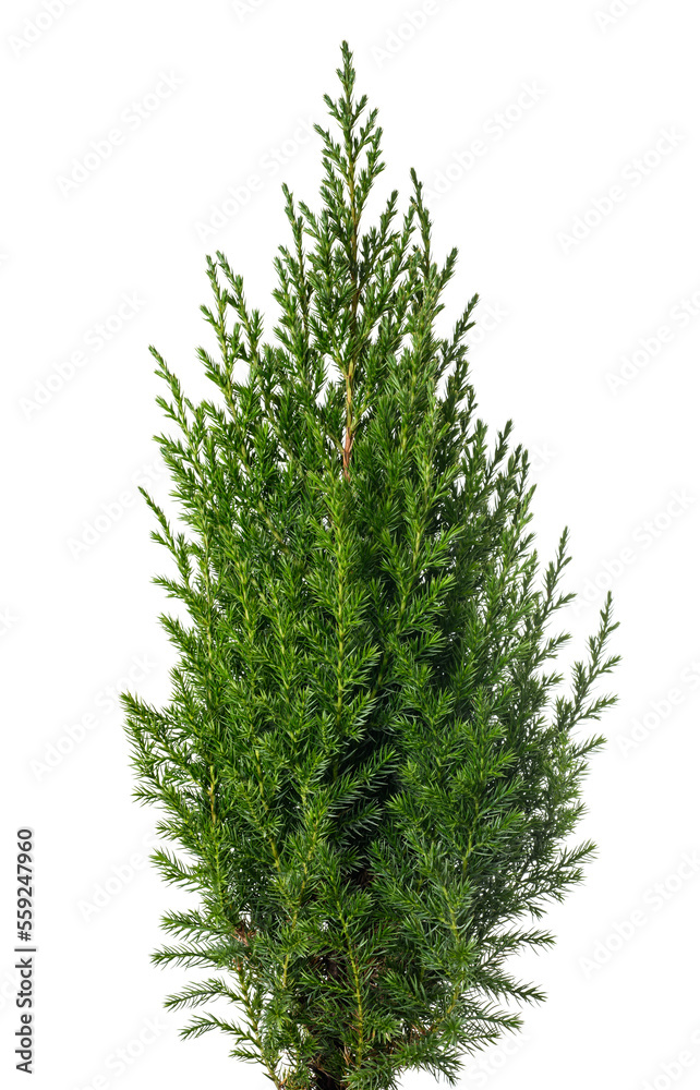 Poster Juniper plant