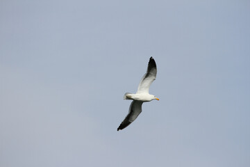 seagull in flight