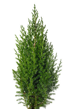 Juniper plant