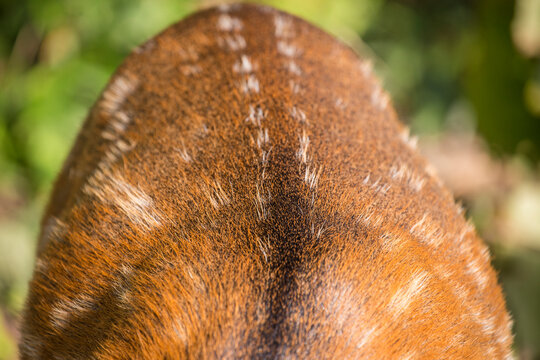 Back of sika deer&Acirc;&nbsp;(Cervus nippon)