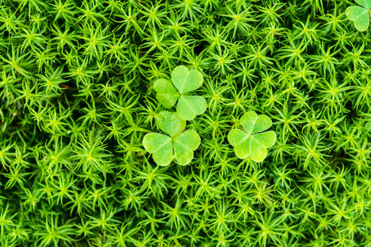 Sourgrass and moss patterns, Pisgah National Forest, Burnsville, North Carolina.