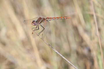 A variegated meadowhawk dragonfly perches on a stick at Stone Oak Park in San Antonio, Texas.