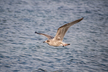 Vogel im Flug
