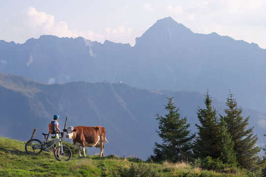 Mountain biker stroking cow in alpine landscape, Zillertal, Tyrol, Austria