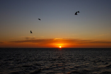 Fototapeta na wymiar Seabirds at dusk