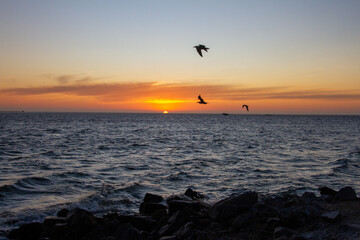 Seabirds at dusk